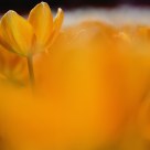 Orange Tulip in dream